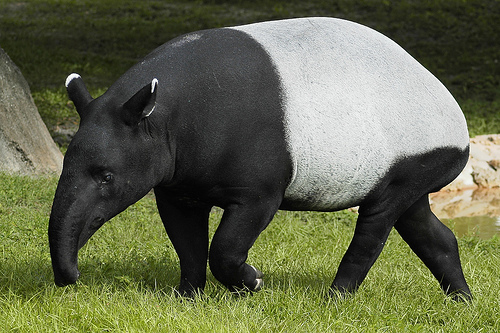 tapir-08